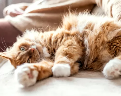 5 Ciri Kucing Hamil yang Jarang Diketahui dan Cara Merawatnya