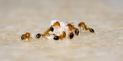 10 Metode Ampuh Mengusir Semut di Dalam Rumah: Mudah dan Efektif